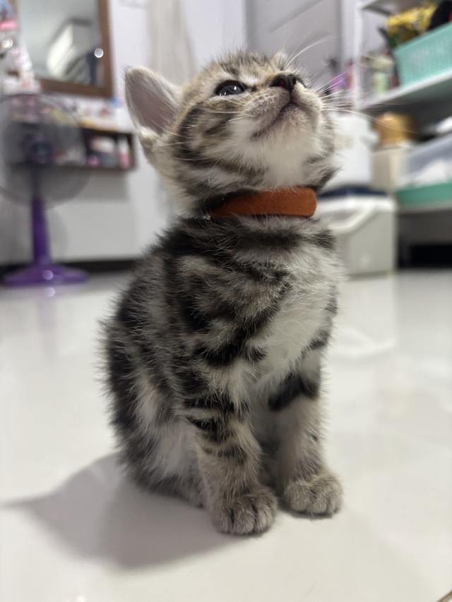 ลูกแมว American Shorthair