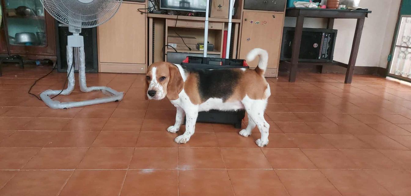 ขายสุนัขพันธุ์บีเกิ้ล