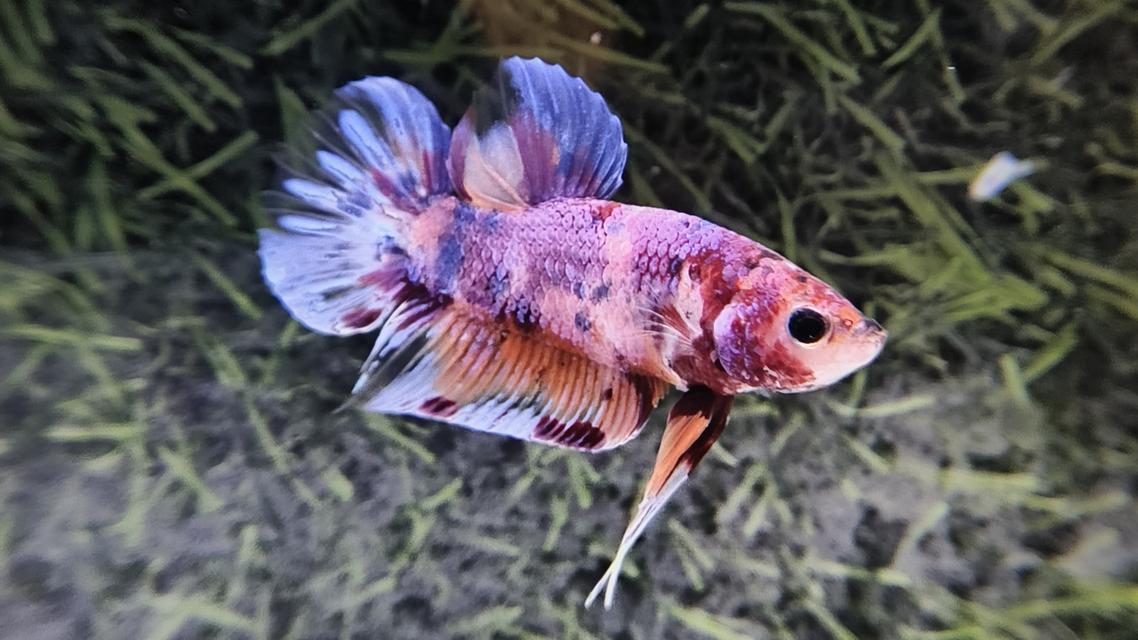 ปลากัดนีโม่โค่ย (Koi Betta) สีหลุมติดลายไฟ