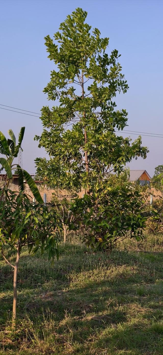 ที่ดินสวน เลาขวัญ กาญจนบุรี 10