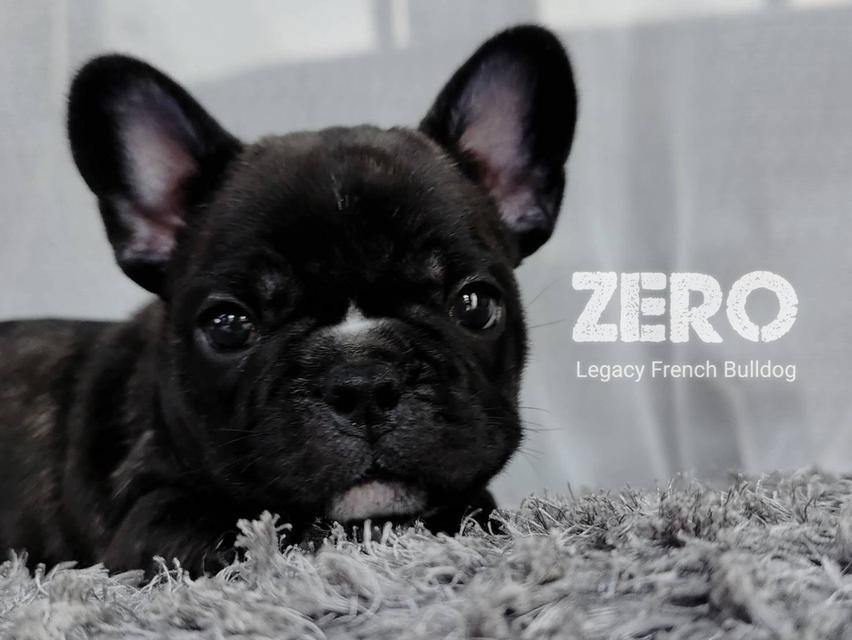 ZERO สุนัขเฟรนช์บูลด็อก เพศผู้ สีดำลายเสือ 7