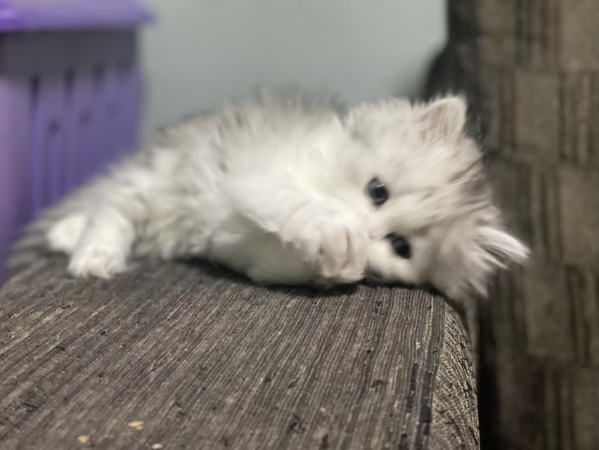 น้องดีมงคล(แมวอารมณ์ดี)