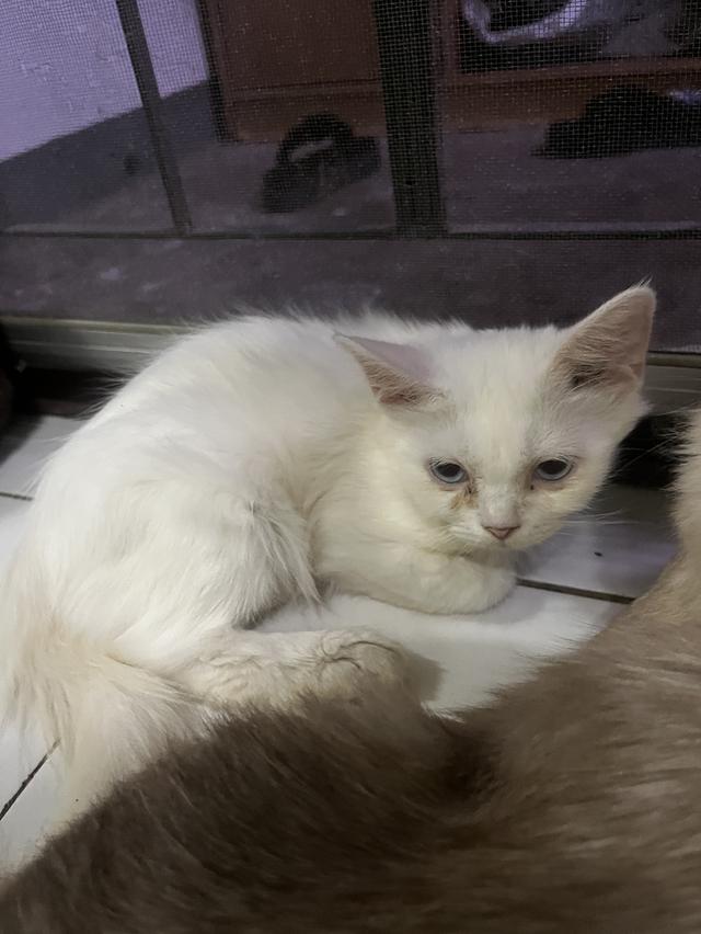 ขายแมววเด็กหาบ้านให้แมวเด็กขาวมณี รูปที่ 3