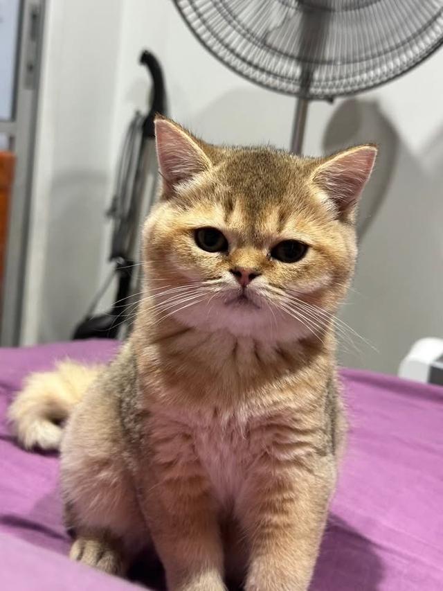 บริติช3เดือนวัยกำลังซนฮะ