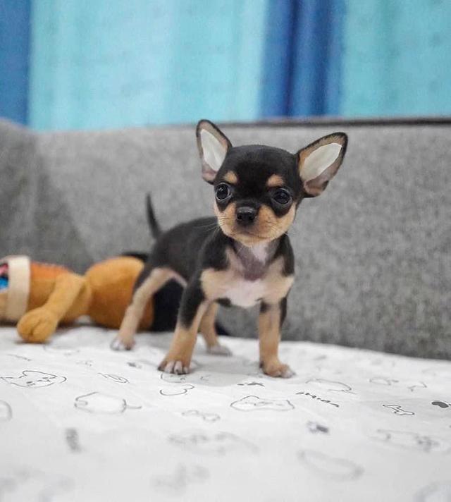 Chihuahua puppies WhatsApp me : +66 63 826 3042 รูปย่อยที่ 2