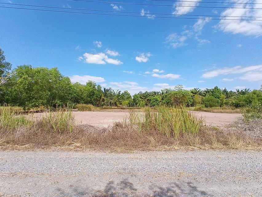 ขายที่ดิน 3 ไร่ คลอง12 ซอยสวนเกษตร2 ต.นพรัตน์ หนองเสือ ปทุมธานี 1