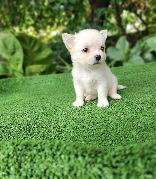 ชิวาว่าแท้ไซส์เล็กอุดรธานี รูปที่ 5