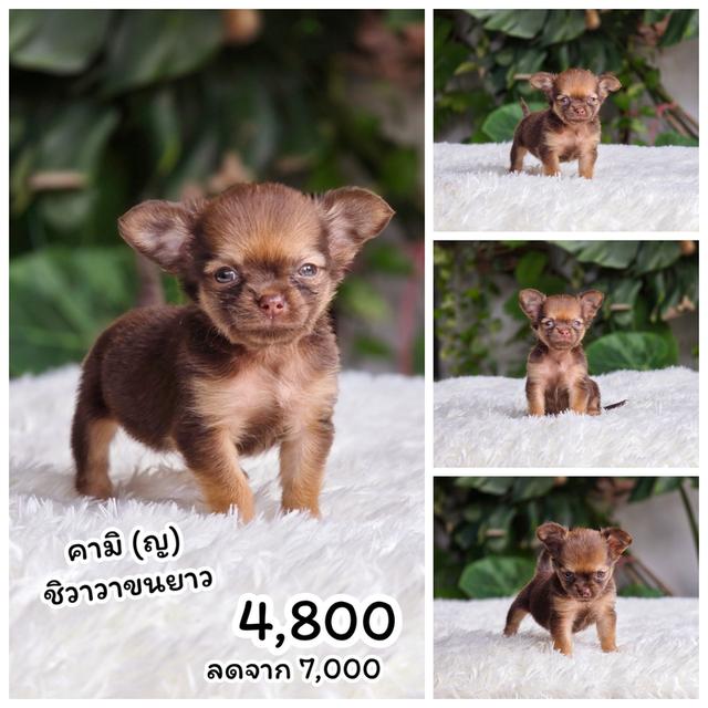 Sale ชิวาวาตัวน้อย 3