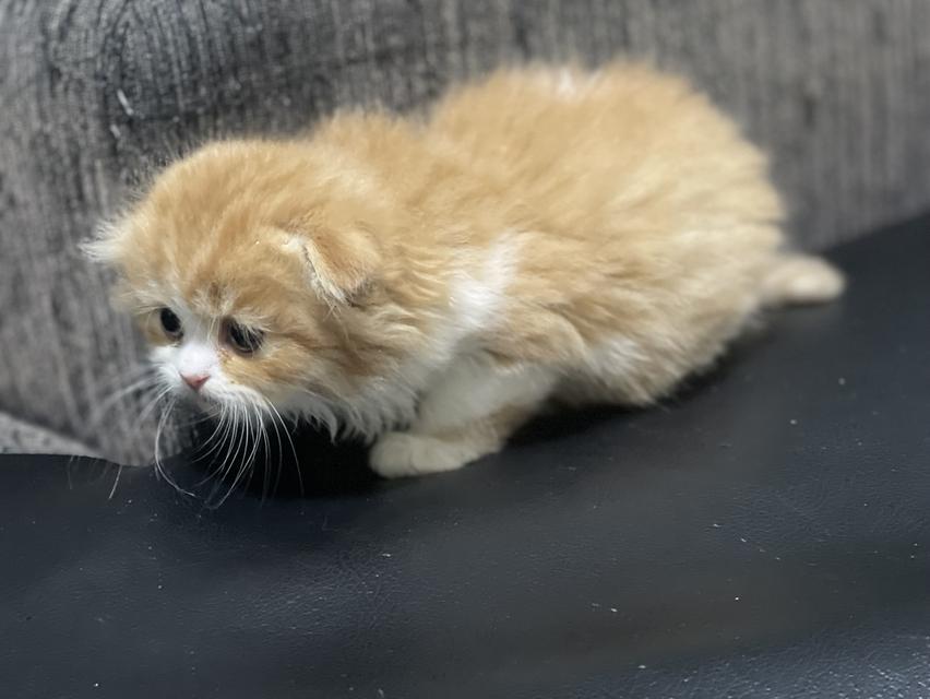 น้องส้มมงคล-เพศผู้(เกิด19/9/68) 14