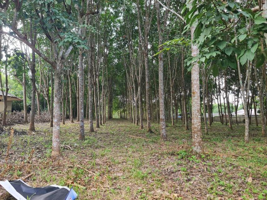 ขายที่ดินสวนยาง 2.40 ไร่ พร้อมโฉนด เหมาะแก่การลงทุน หลังวิทยาลัยการอาชีพปัว ต.ปัว จ.น่าน  4