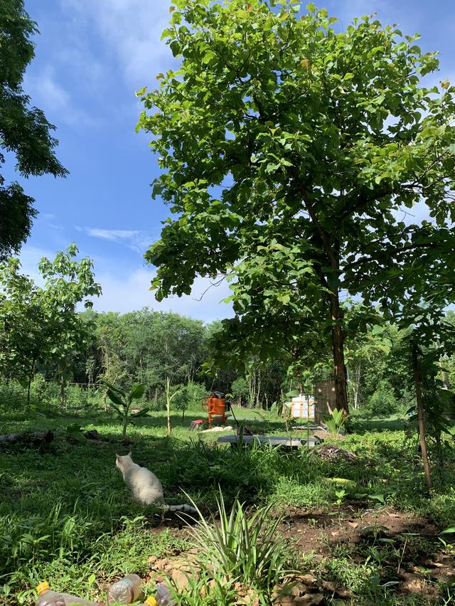 ที่ดิน 9 ไร่ 1 งาน 7 ตรว 9