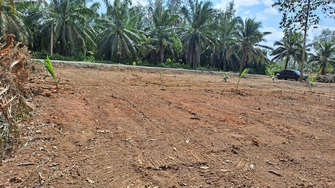 ขายที่ดินสุราษฎร์ธานี จำนวน 1 ไร่ ติดบึงขุนทะเล 3