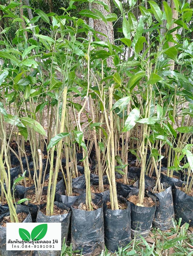 ผักหวานป่า ต้นผักหวานป่า 5