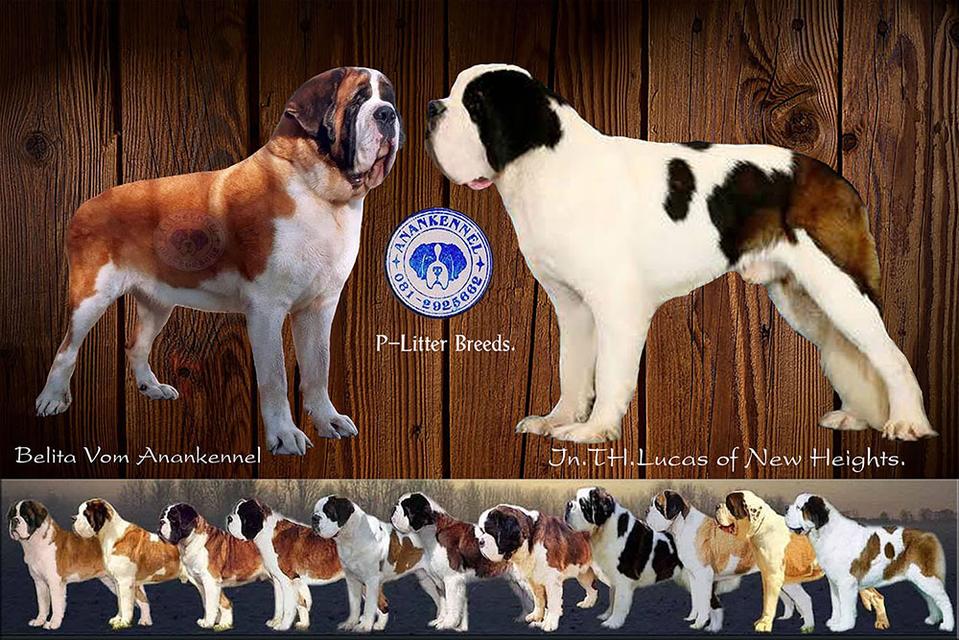 Saint bernard long hair female for sale