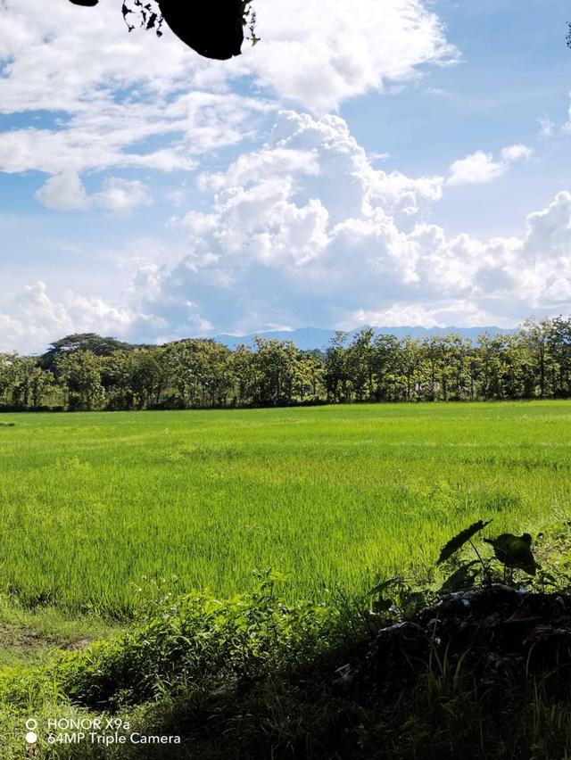 ขายที่ดิน ม.บ้านห้วยทรายขาว อ.พาน จ.เชียงรายห่างจากถนนพหลโยธินประมาณ100 เมตร น้ำไม่ท่วม