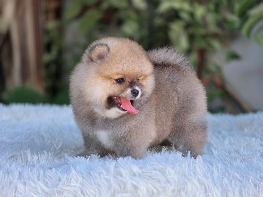 ปอมเมอเรเนียนแท้ เพศเมีย สีส้ม รูปที่ 9