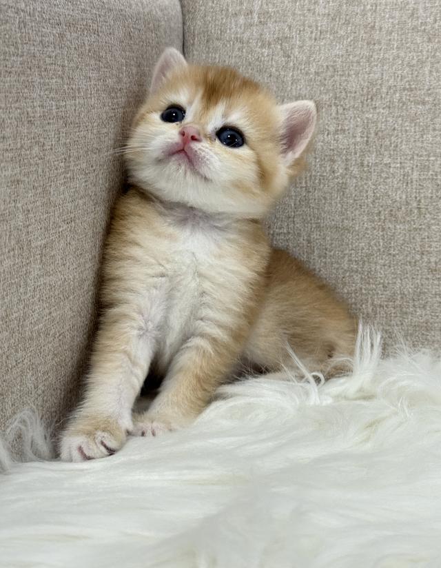 British Shorthair  8