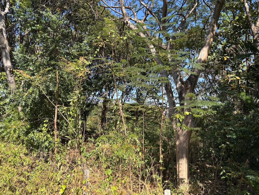 ที่ดินเปล่า โครงการภูริพิมาน ปากช่อง 4