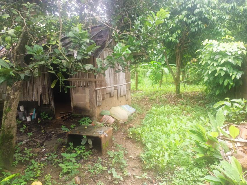 ที่ดินพร้อมบ้านราคาถูกมากเชียงใหม่เจ้าของขายเอง 3