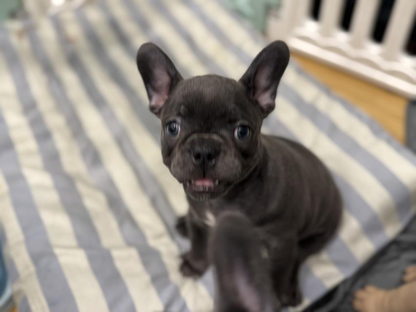 French Bulldog 4