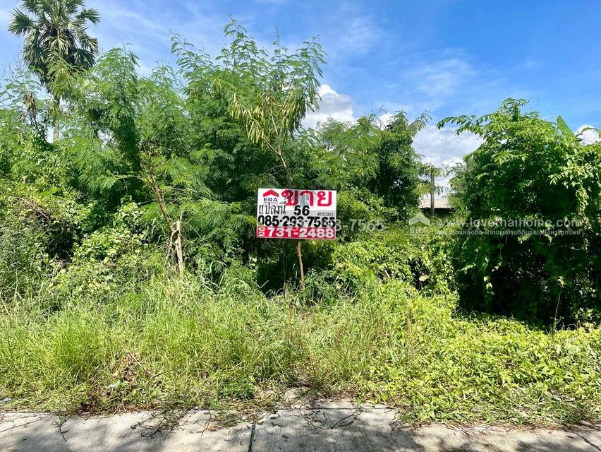 ขายถูกที่ดิน ลำลูกกา คลอง9 ซอยลำลูกกา181 (ซอยร่วมใจ1) พื้นที่ 56 ตารางวา แปลงสี่เหลี่ยมผืนผ้าสวย 2