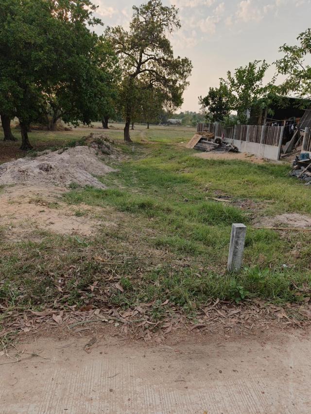 ขายที่ดินแปลงใหญ่ บ้านทุ่งขุนน้อย อุบลราชธานี ** เพียง 1.5 ลบ. ฟรีโอน ** (N.2029) 14