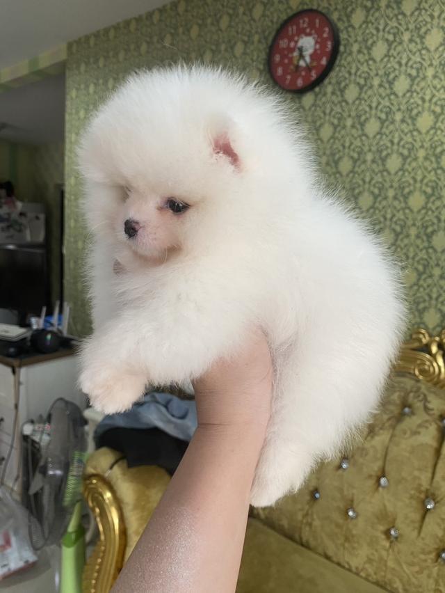 ปอมเมอเรเนียนแท้ พร้อมย้ายบ้าน รูปที่ 5