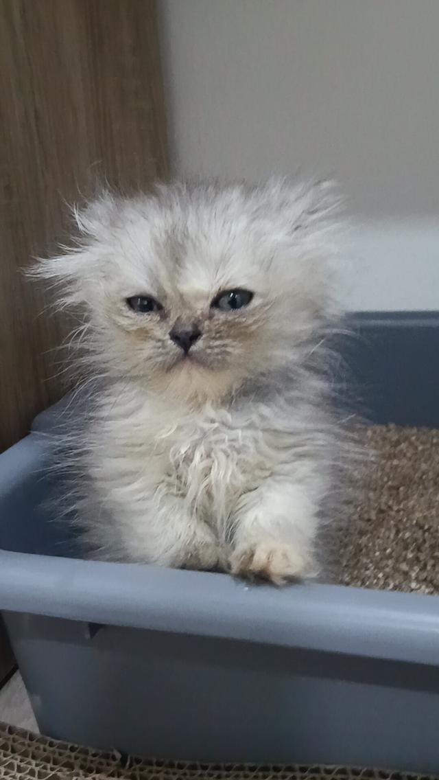 ลูกแมวเปอร์เซีย แท้ๆๆ นนทบุรี รูปที่ 5