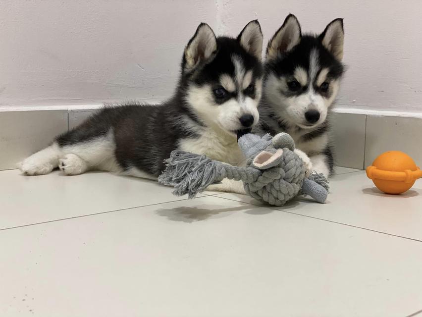 Siberian husky puppies | WhatsApp me : +66 63 826 3042