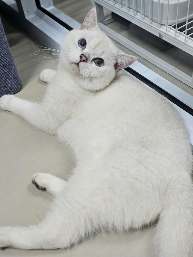 แมวเด็กผู้ชายns1133ตาฟ้า 1ขวบwcf รูปที่ 3