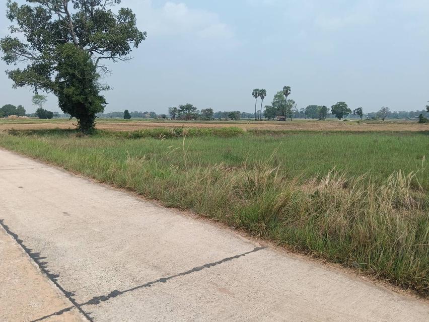 ขายที่ดินแถว ม.อุบล ติดถนนคอนกรีต มีไฟฟ้าผ่าน เข้าออกได้หลายทาง จำนวน 100 ตรว แบ่งขาย 3 แสน เจ้าของขายเอง 7