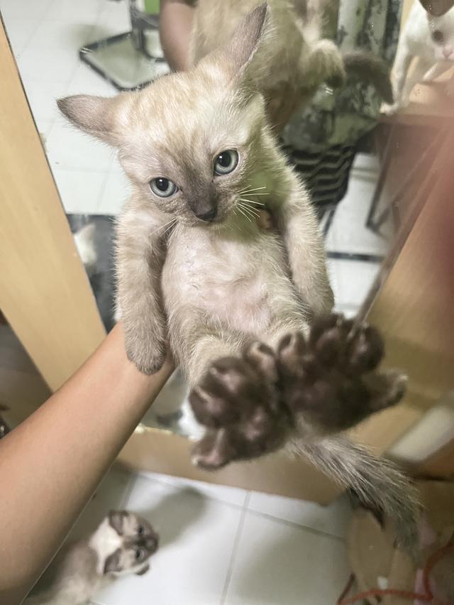 ขายลูกแมววิเชียรมาศกับขาวมนี 4