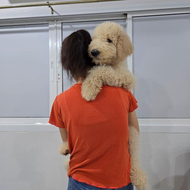 ไจแอนท์ พุดเดิ้ล (พุด เดิ้ลยักษ์) สายพันธุ์ : Standard Poodle  2