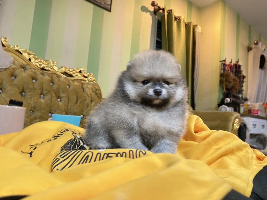 ลูกปอมปอมแท้ ต้ารัก พร้อมเลี้ยง 11