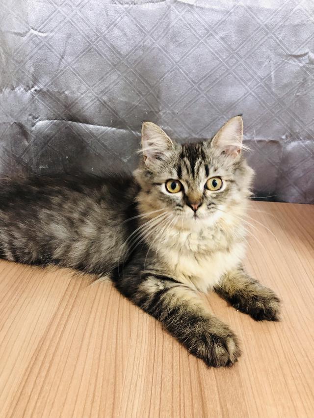 น้องแมวพันธุ์ หิมาลายันผสมชินชิล่า เพศชาย