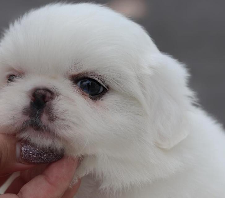 ขาย Pekingese ขนสีขาว 3