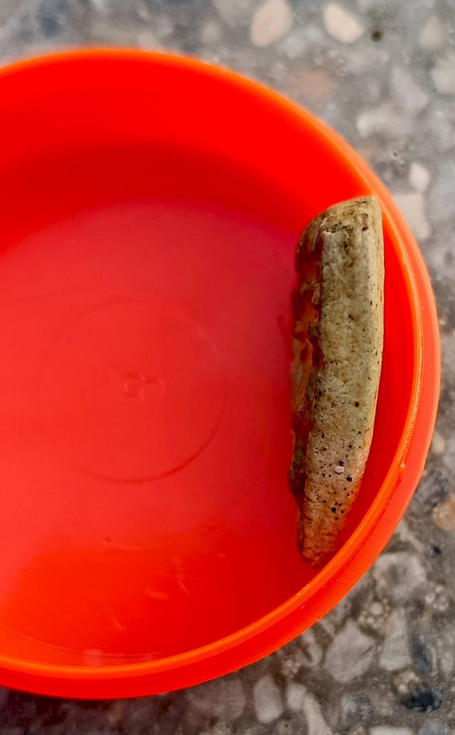 พระผงหลวงปู่โต๊ะ กลีบบัวเล็บช้างปี2468 รูปย่อยที่ 1