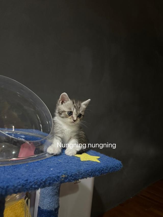 Scottish fold  2