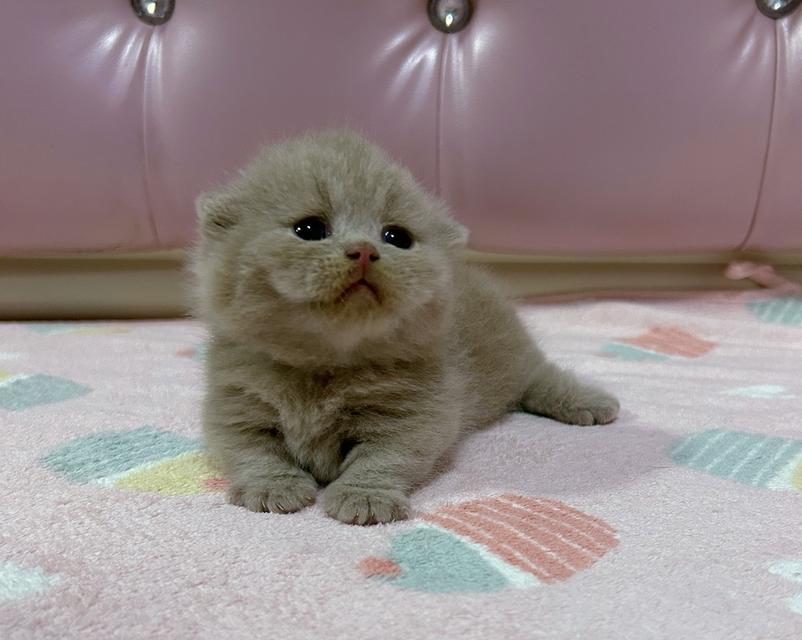 British Munchkin (มีใบ) สีหายากขาสั้นมาก เพศชาย
