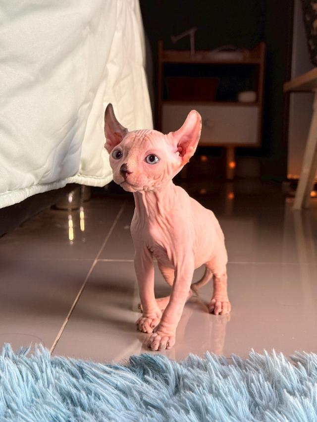 แมว สฟิงซ์ เพศ เมีย พร้อมย้ายบ้าน 5