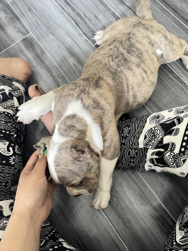 สุนัขพันธุ์ อเมริกันบลูลี่ รูปที่ 2