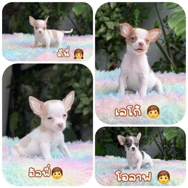 Chihuahuaขนสั้นตัวจิ๋วกำลังน่ารักพร้อมแสบซ่าแล้ว