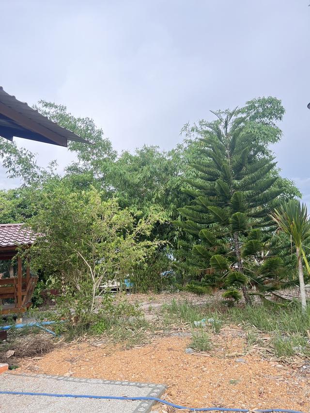 ขายบ้านพร้อมที่ดินติดทะเล บรรยากาศดี เนื้อที่กว่า 1 ไร่ 16