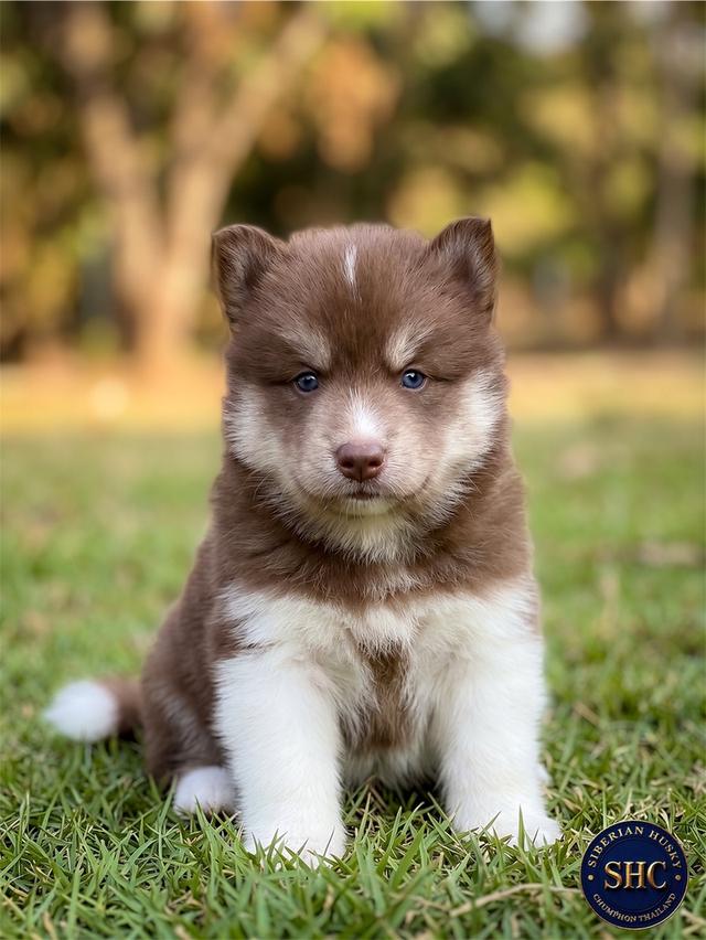 100% Purebred Siberian Husky Puppies — All Colors & Coats รูปที่ 16