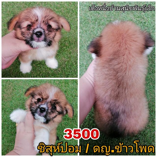 ชิสุห์ผสมปอม ชิสุห์ผสมชิวาว่า พร้อมย้าย