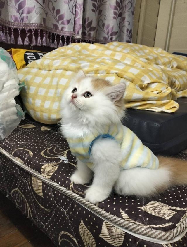 ลูกแมวเปอร์เซีย ส้มขาว กาฟิว 5