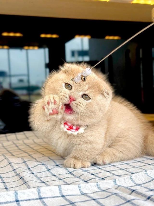 แมวมันช์กิ้น ขาสั้นรวมเลือกได้เลยค่ะ รูปที่ 4