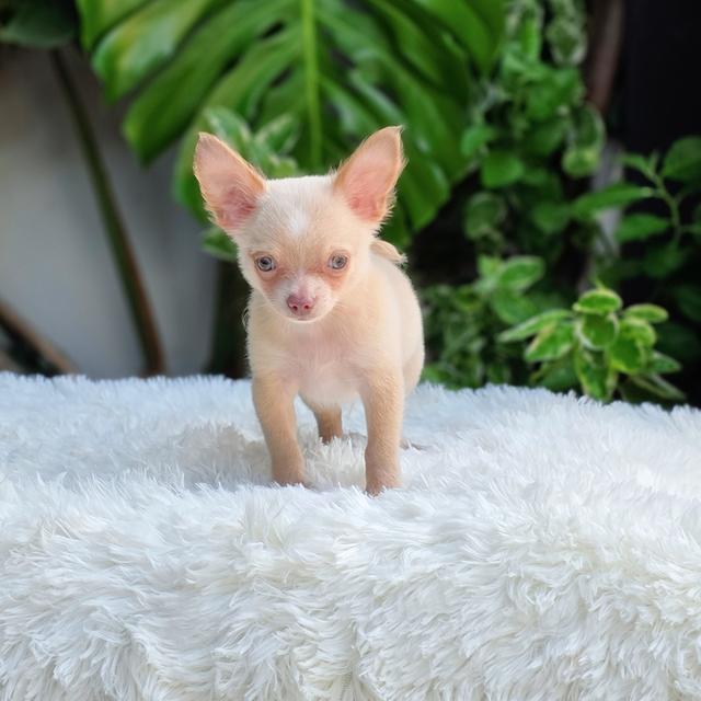 น้องดีแลนชิวาวาขนสั้นเพศผู้อายุ2เดือนพร้อมย้ายบ้านมีบริการส่งเก็บปลายทาง