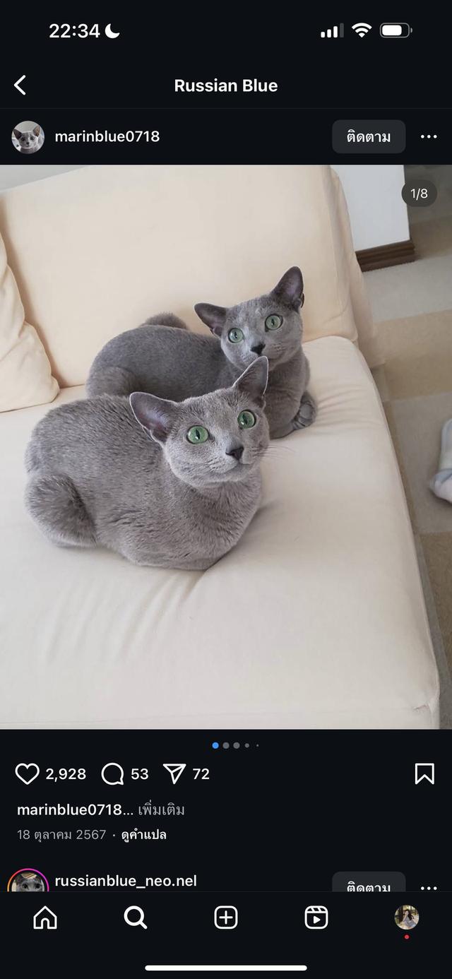 หาบ้านให้แมว Russian Blue ฟอร์มสวย เกรดประกวด