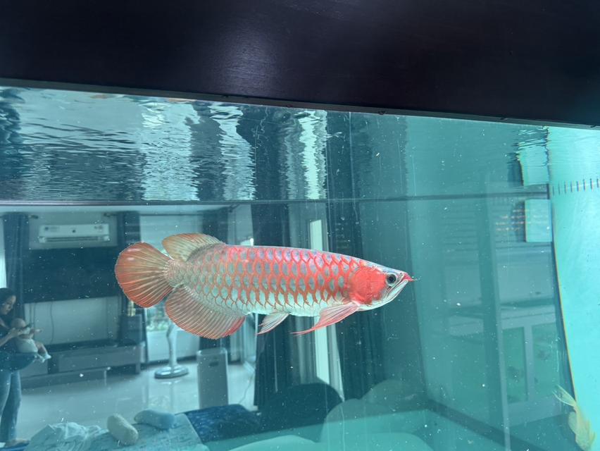 24 Red Arowana 🇹🇭 ปลามังกรนำเข้าแดงอินโด สนามหลวง2ซอย10 รูปที่ 2